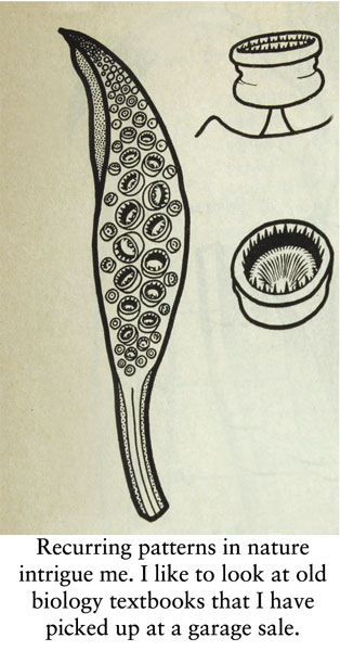 Belle’s Biology Page